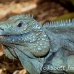 iguana_blue_qebp_gc_h_0164_cay0632.jpg